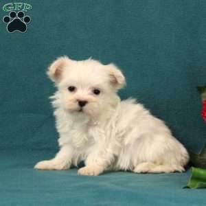 Anabella, Maltese Puppy